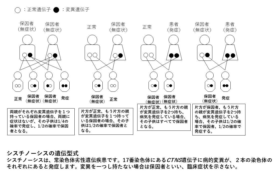 シスチノーシスの遺伝型式