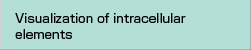 Visualization of intracellular elements