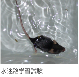 水迷路学習試験