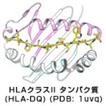 HLAと疾患感受性