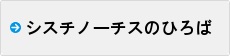 シスチノーチの広場