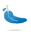 pancreas.jpg