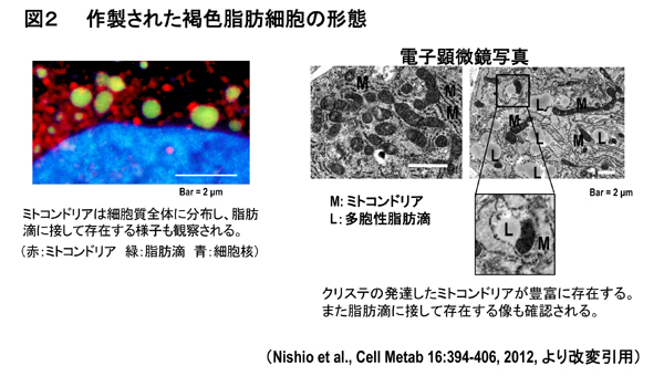 高機能性褐色脂肪細胞を作製することに成功した2