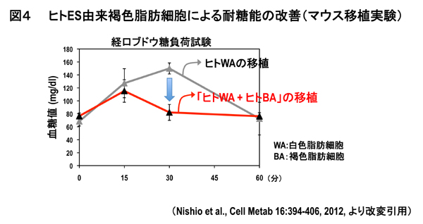 マウス移植実験2