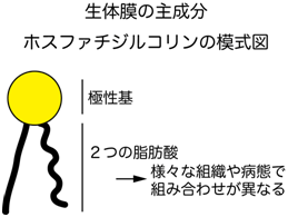 リン脂質