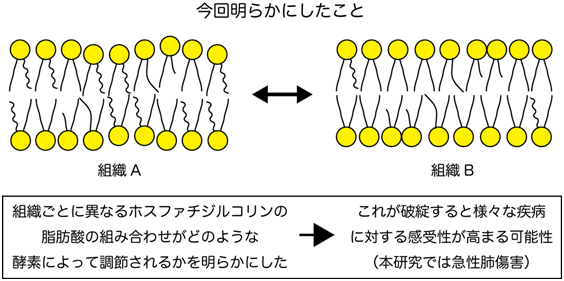 本研究の概要・意義
