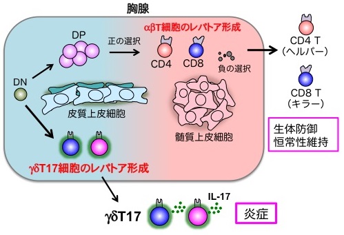 胸腺
