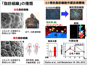 研究紹介2