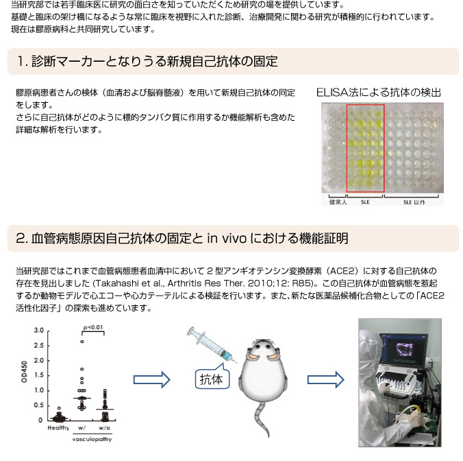 膠原病患者の自己抗体の病態発症における役割01