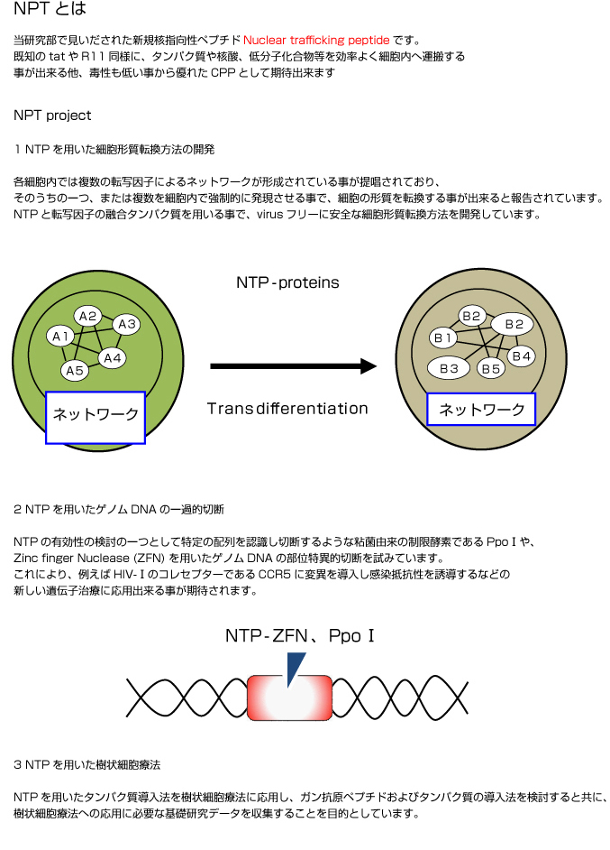NCGM発ペプチドベクターを用いた新規細胞形質転換法開発