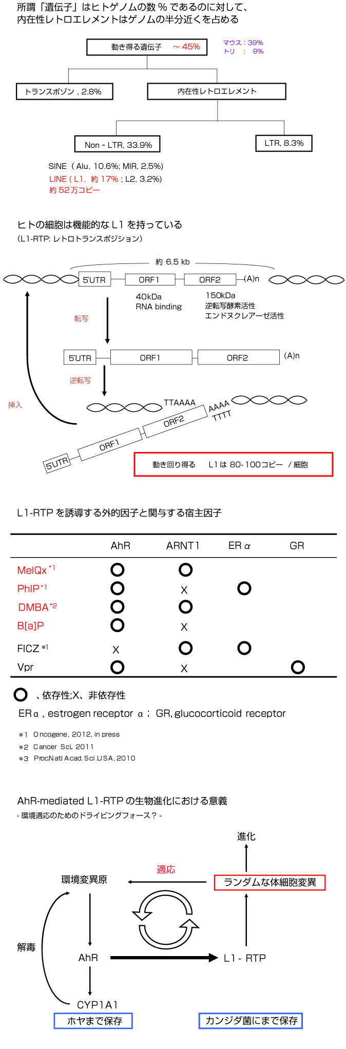 内在性レトロエレメントは面白い！01