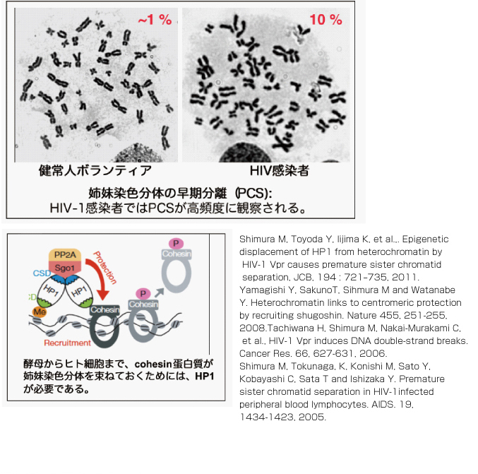  「HIV-1感染による核構造変化」プロジェクト01