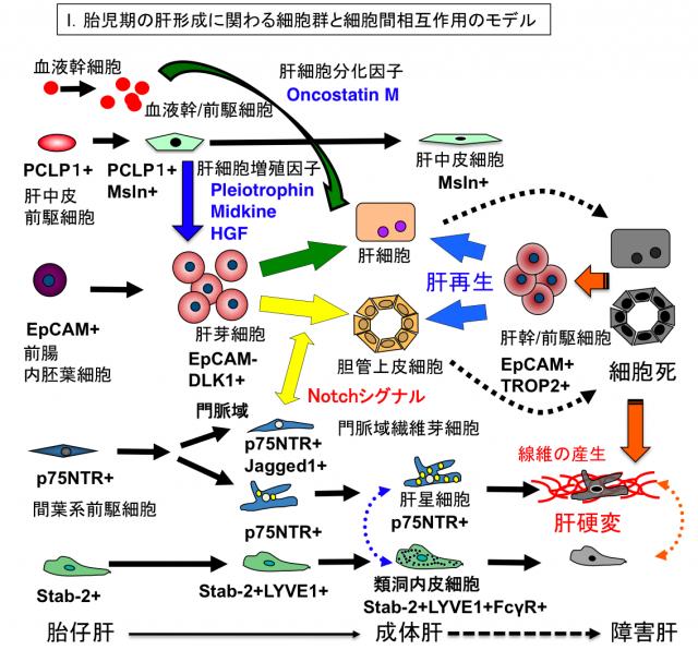 20150403-070300.png
