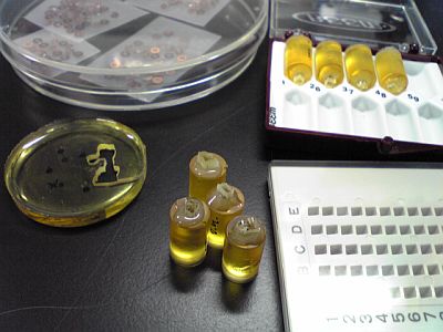 電子染色　脱水　包埋