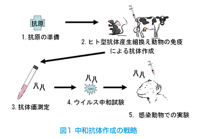 ヒト型抗SARS中和抗体の開発研究