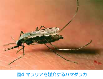 マラリアに関する臨床研究、流行対策研究