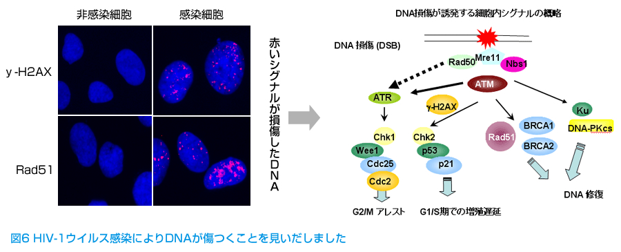 HIV感染と発ガンとの関連に関する研究