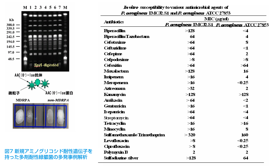 多剤耐性緑膿菌の新興