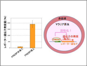 PREBPはマラリア原虫細胞内で転写活性化機能を持つ