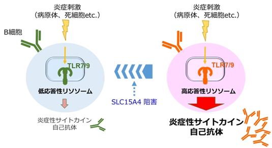 自己免疫疾患の病態形成メカニズムの解明1