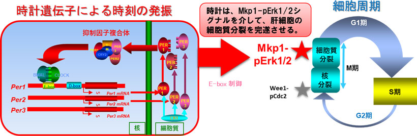 時計遺伝子による時刻の発振と細胞周期の関係