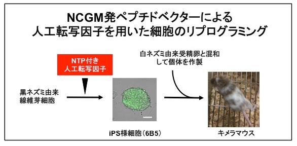 NCGM初ペプチドベクターによる人工転写因子を用いた細胞のリプログラミング