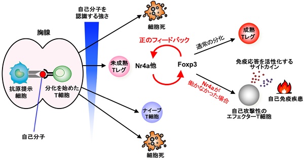 Tレグは自己分子を強めに認識した細胞から分化します