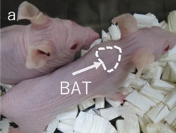 マウスのBAT部分