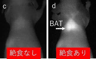 撮影したNIRF像