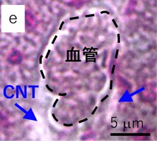 撮影したNIRF顕微鏡像