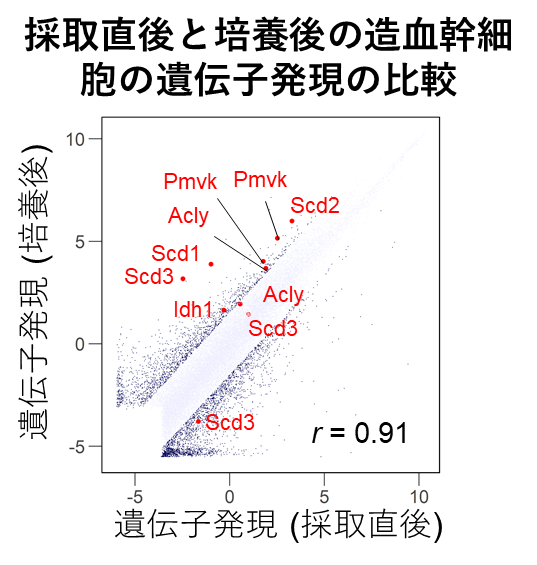 造血幹細胞を体外で骨髄内と同じ静止期に維持する技術を開発＿図1