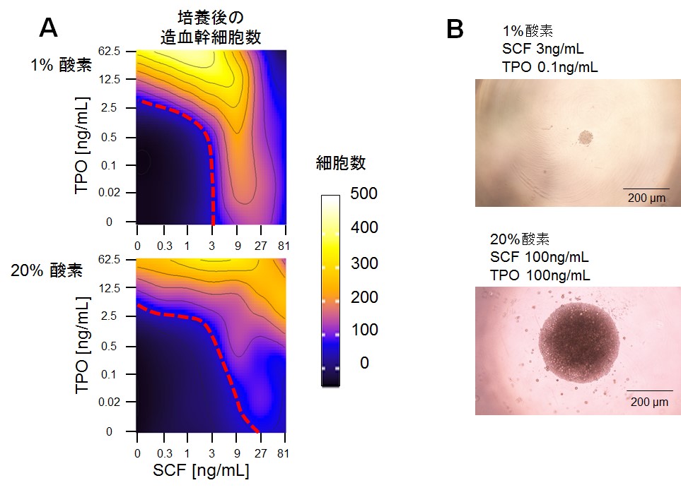 造血幹細胞を体外で骨髄内と同じ静止期に維持する技術を開発　図4
