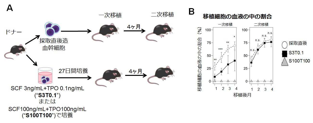 造血幹細胞を体外で骨髄内と同じ静止期に維持する技術を開発　図5