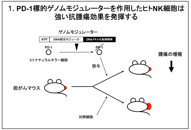 ナチュラルキラー細胞の抗腫瘍効果の増強
