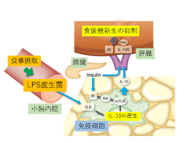 腸内細菌による食後血糖調節機構の解明