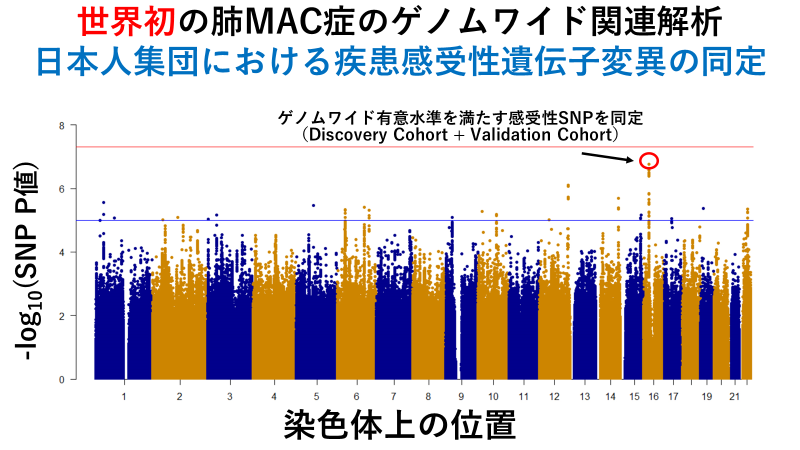 近年急増する難治性呼吸器感染症、肺MAC症の発症に関わる遺伝子を発見2