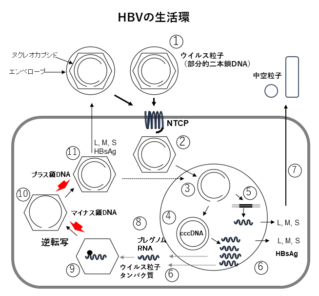 B型肝炎ウイルス感染を抑制する新しい抗体医薬の候補