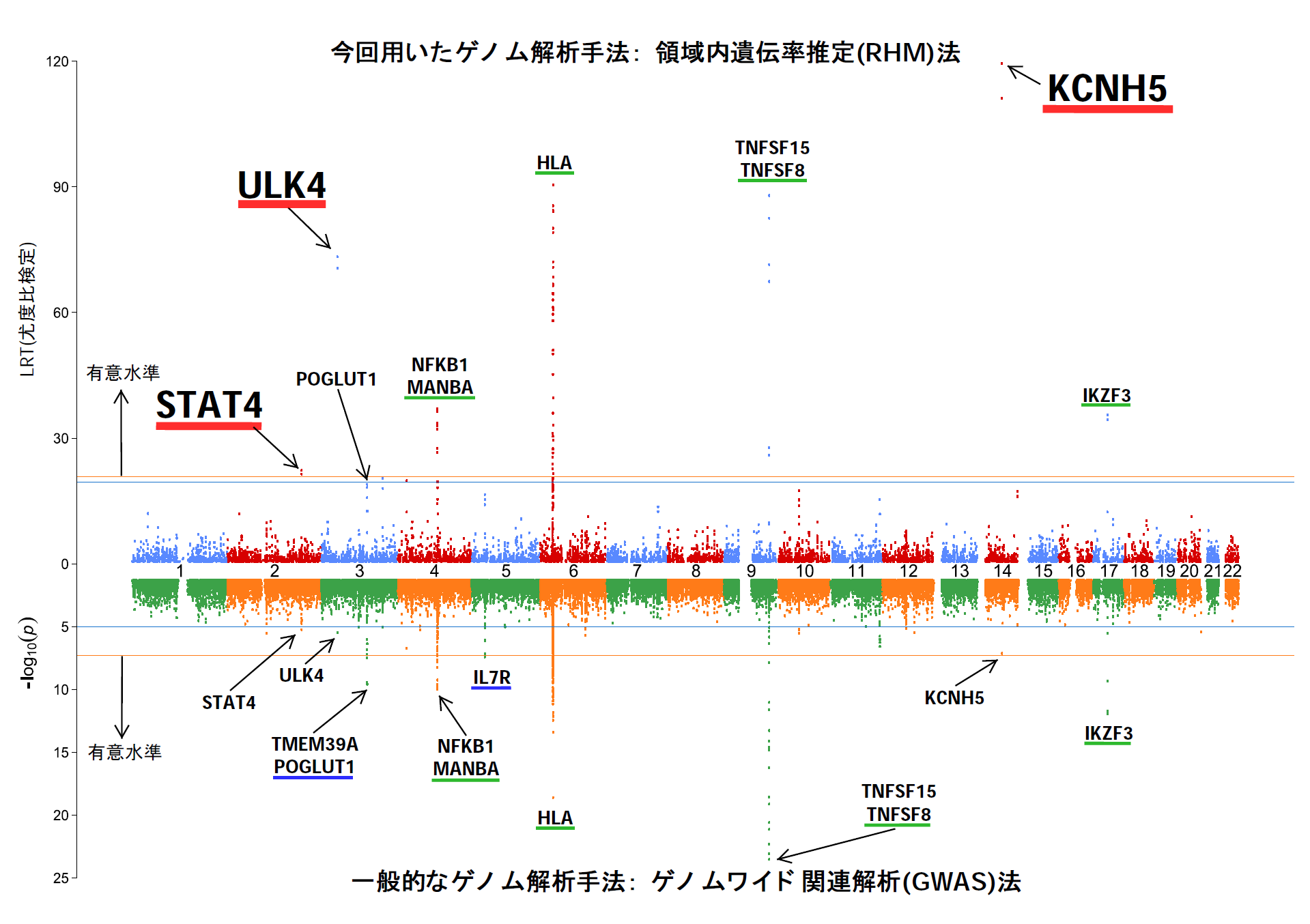 原発性胆汁性胆管炎の新たな遺伝要因を同定