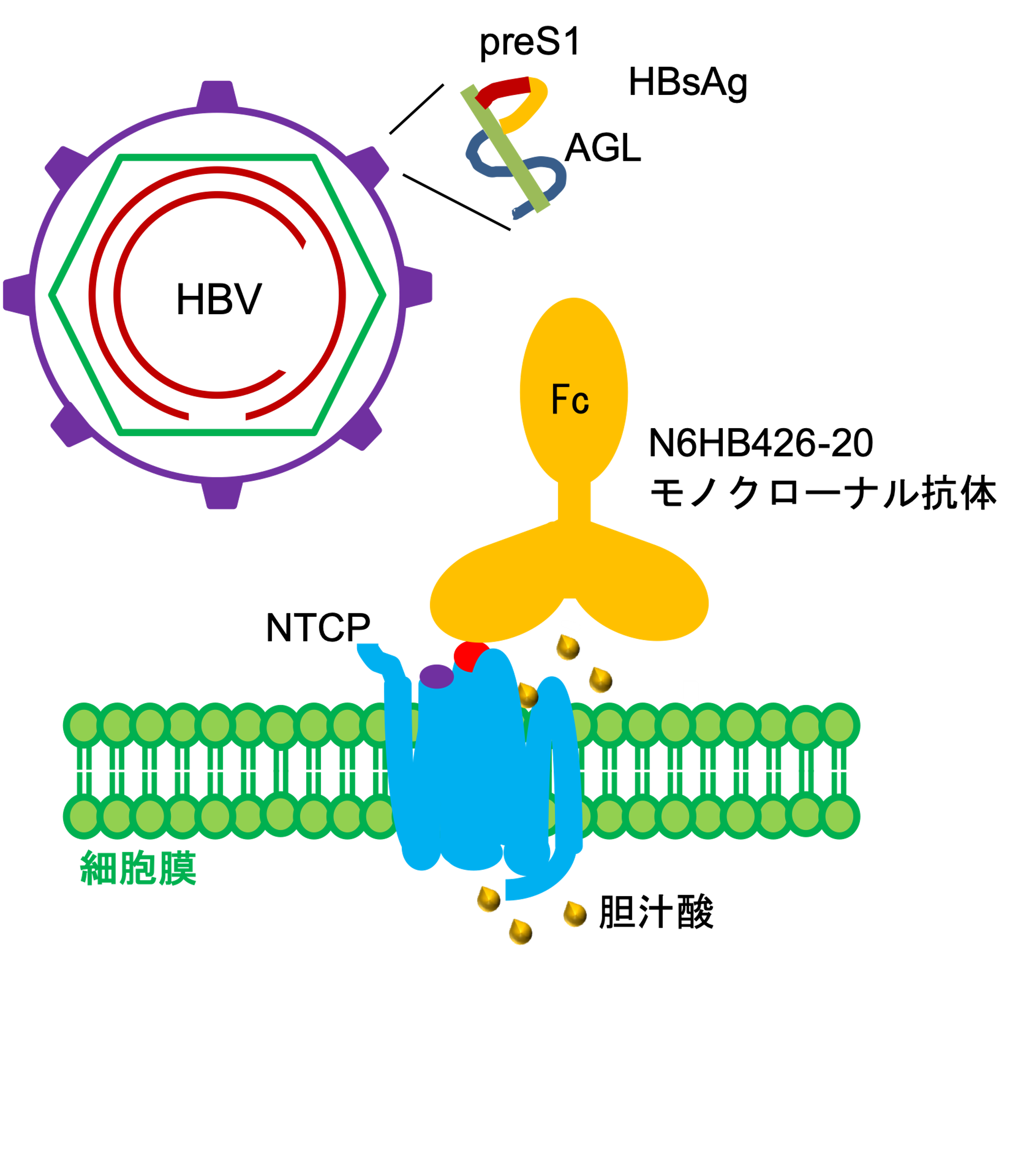 B型肝炎ウイルス感染を抑制する新しい抗体医薬の候補