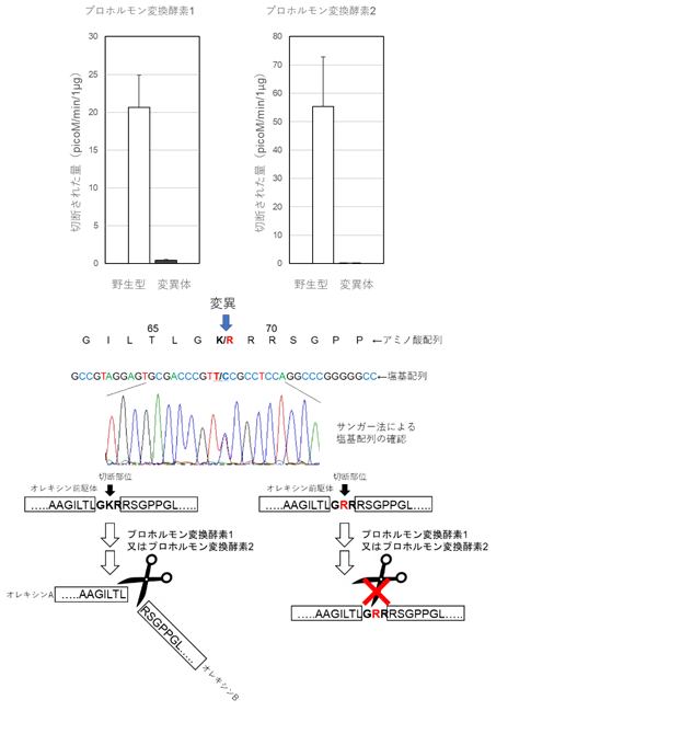 特発性過眠症の発症に関与する遺伝子を発見_東京都医学総合研究所・NCGM共同4