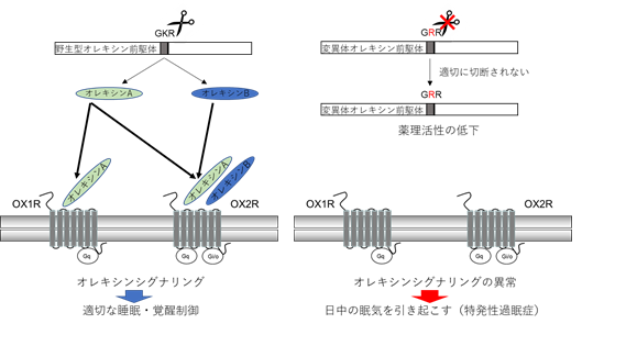 特発性過眠症の発症に関与する遺伝子を発見_東京都医学総合研究所・NCGM共同6