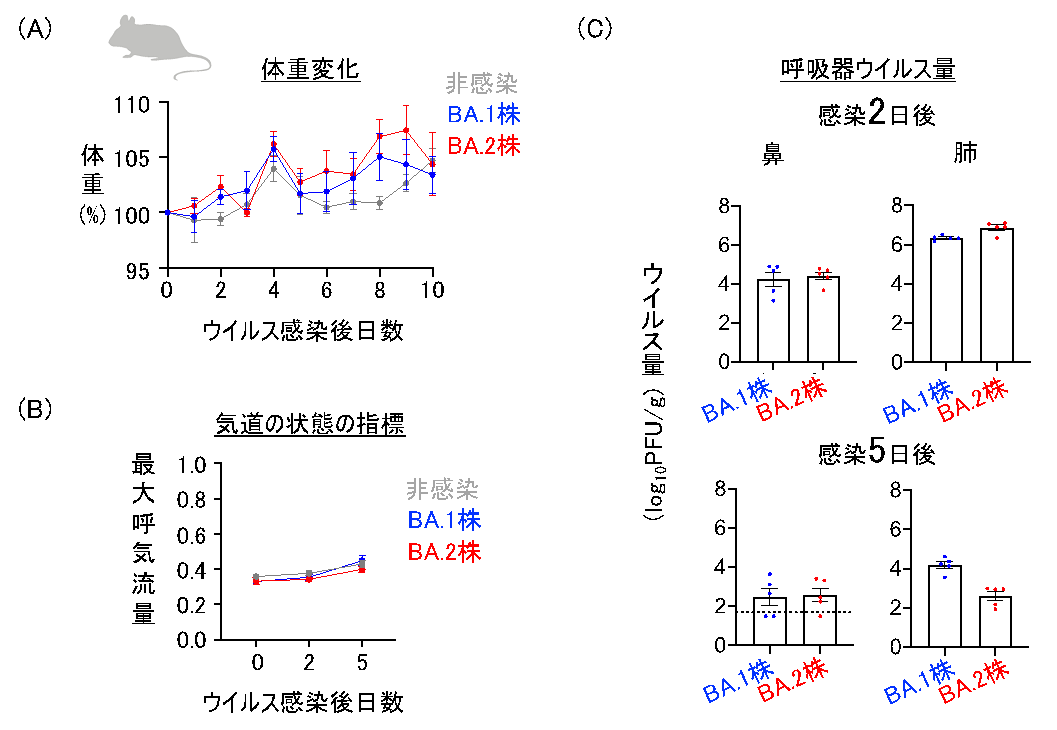 患者から分離された新型コロナウイルス・オミクロン/BA.2変異株の性状解明