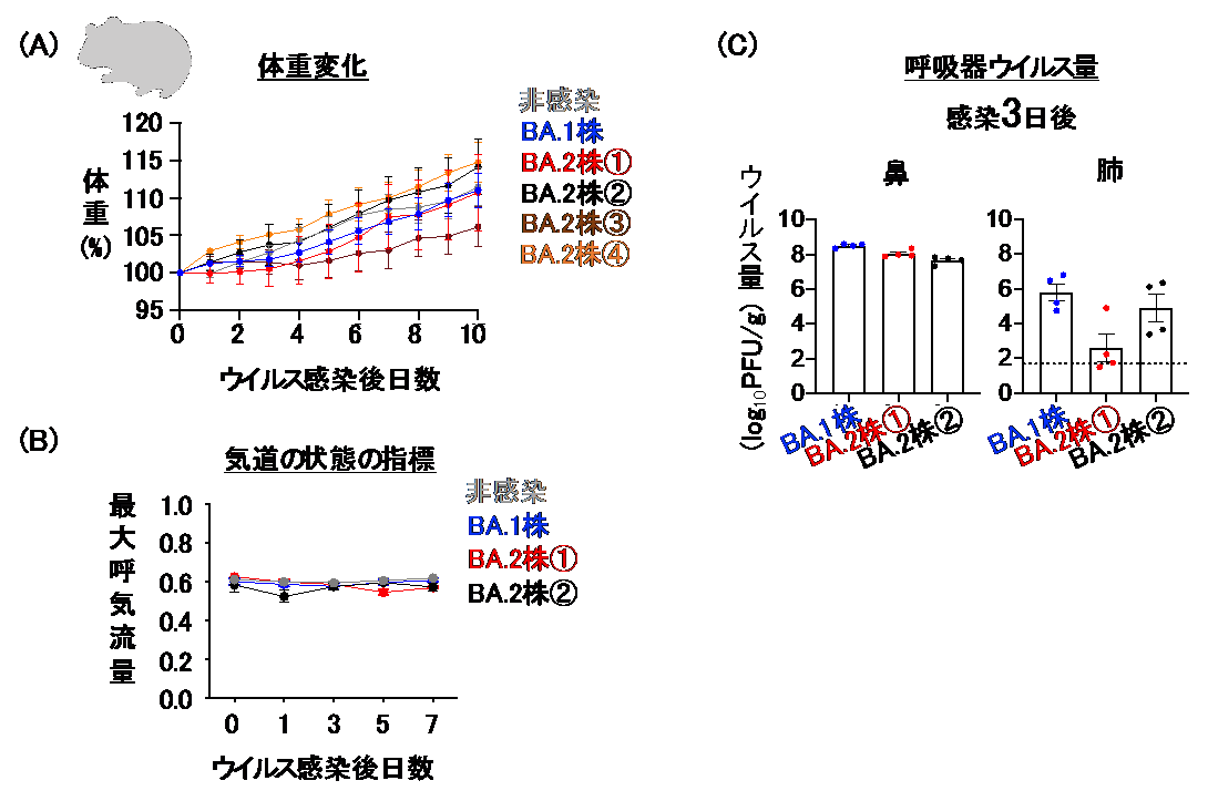 患者から分離された新型コロナウイルス・オミクロン/BA.2変異株の性状解明
