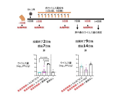 新型コロナウイルス・オミクロン/BA.1変異株に対する 治療薬の効果の検証