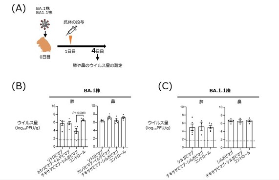 新型コロナウイルス・オミクロン/BA.1変異株に対する 治療薬の効果の検証