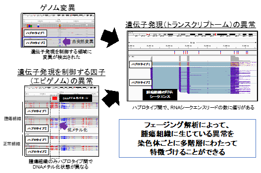 肺がんゲノムのフェージング解析を駆使した突然変異の染色体背景の解明
