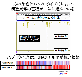 肺がんゲノムのフェージング解析を駆使した突然変異の染色体背景の解明