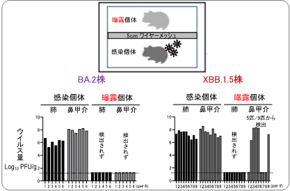 新型コロナウイルス・オミクロン株XBB.1.5系統は、ハムスターで初期のオミクロン系統よりも伝播しやすい