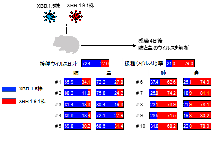 新型コロナウイルス・オミクロン株のXBB.1.9.1系統は XBB.1.5系統と類似の性状を持つ