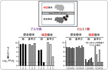 新型コロナウイルス・オミクロン株EG.5.1系統は、ハムスターで初期のオミクロン系統よりも伝播しやすい
